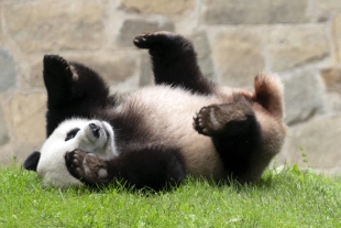 Pandas del Zoológico