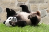 Por el bien de los pandas, Estados Unidos y China dejan de lado sus diferencias