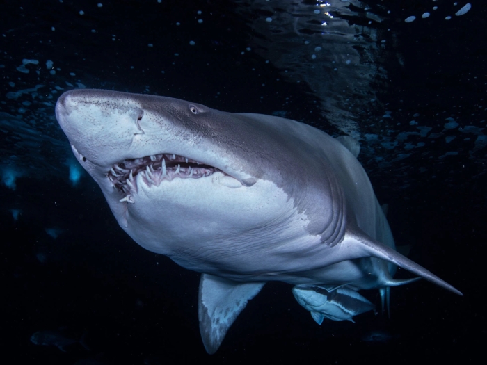 Miles de expertos se reúnen para definir la conservación y futuro de los tiburones