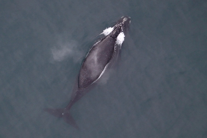 Por primera vez, graban canto de una ballena franca