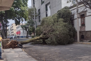 Viento provoca caída de árboles en municipios del Valle de Toluca