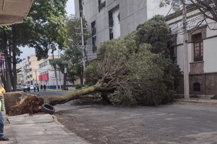 Viento provoca caída de árboles en municipios del Valle de Toluca