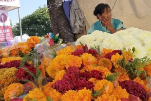 Productores de flor de Tenancingo apuestan por ventas para celebraciones de Día de Muertos