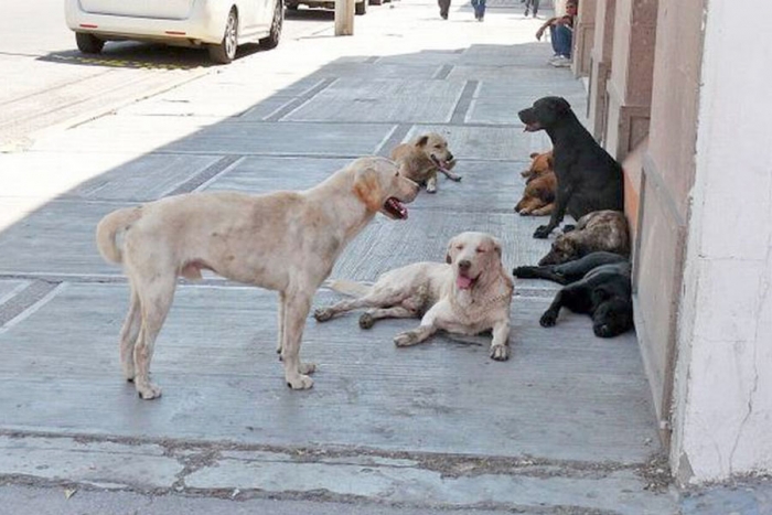 ¡Atención! Difunden aviso de envenenamiento masivo contra animales callejeros en Atlacomulco