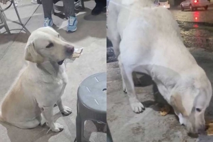 ¡Owww! Perrito se hace viral luego de intercambiar cosas que encuentra por comida