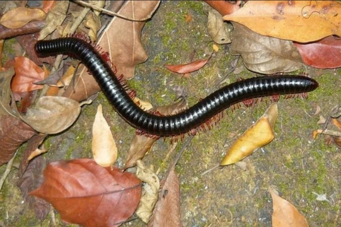 Reaparece el gusano de Guinea, que se creía extinto