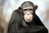 A los chimpancés les gusta mover el bote: estudio