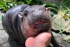 ¡Todo un encanto! Conoce a “Moo Deng”, la bebé hipopótamo que roba corazones en internet