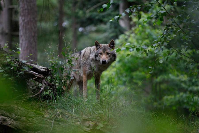 Acusan a la comisión europea de difundir información engañosa sobre la situación de los lobos