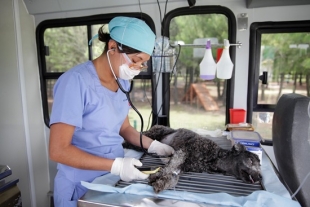 Campaña de esterilización UAEM 2021: fechas, sedes y más