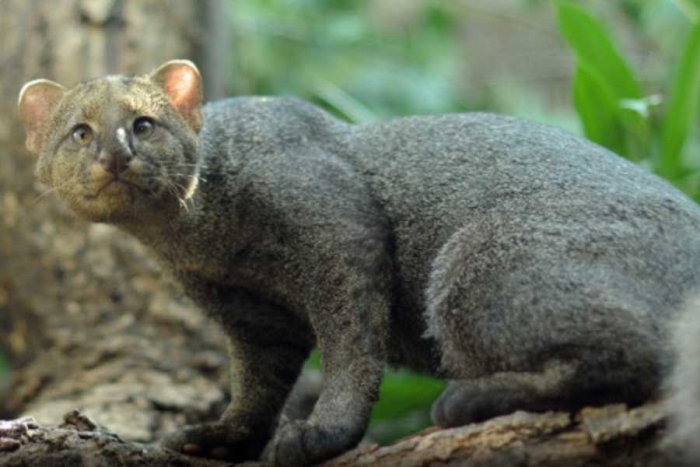 El jaguarundi es un felino endémico del continente americano