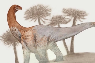 ¡50 toneladas! Encuentran los fósiles de uno de los dinosaurios más grandes conocidos