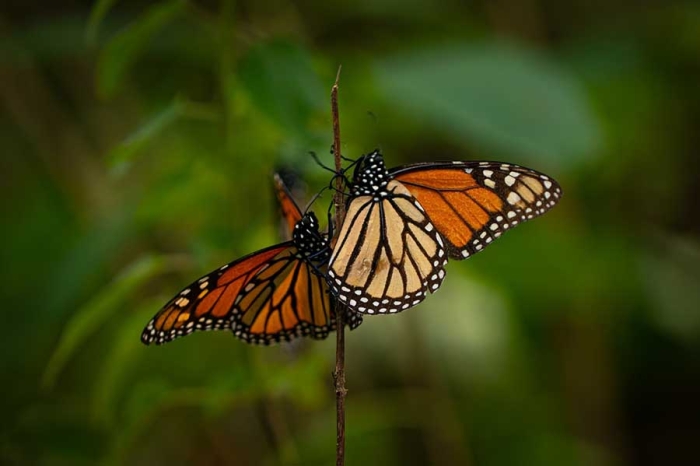 Los dos santuarios que no tuvieron llegada de este insecto son Donato Guerra y El Capulín