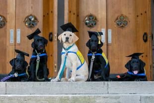 La presente investigación identificó 5 beneficios específicos relacionados al vínculo entre humanos y mascotas