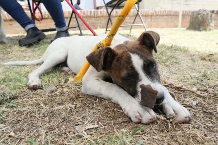 Querétaro prohibirá extraer cuerdas vocales, dientes y uñas en animales de compañía