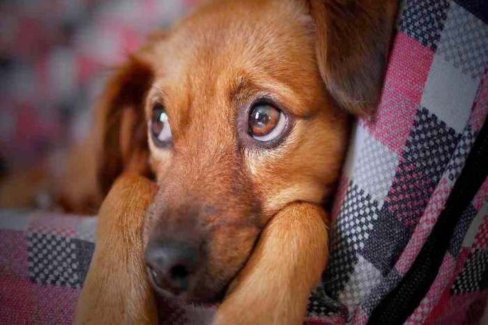 Variante británica de COVID podría afectar a las mascotas