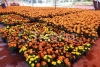 Floricultores de Atlacomulco esperan tener buena venta de cempasúchil en maceta