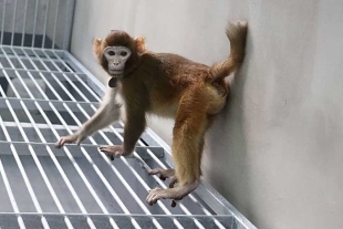 “Re-Tro”, el primer mono rhesus que sobrevive a la clonación