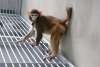“Re-Tro”, el primer mono rhesus que sobrevive a la clonación