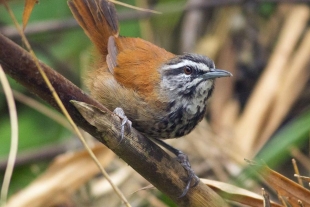 ¿Por qué los pájaros cantores se comportan como uno solo cuando cantan?