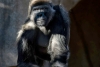COVID-19 en animales: vacunan a los primeros simios de un zoológico de EUA