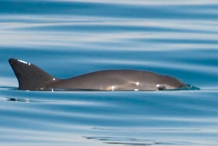Ambientalistas en EU piden sancionar a México por falta de protección a la vaquita marina