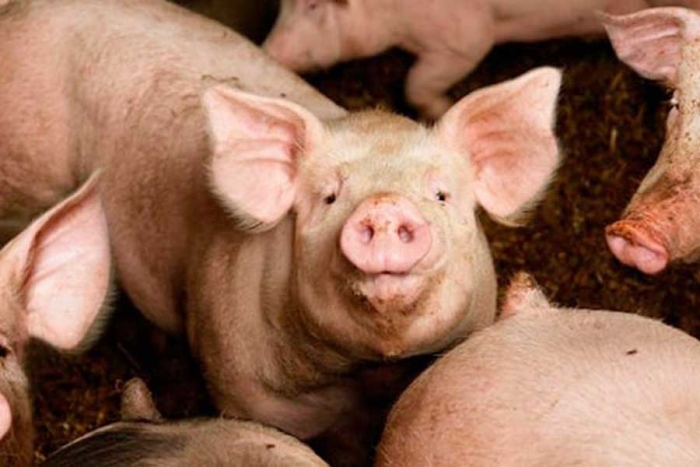¿Venganza? Cerdo embiste y mata a carnicero en Hong Kong