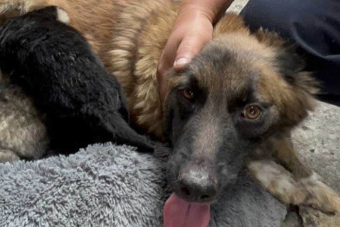 ¡Ya es madre! “Horda”, la perrita de los bomberos CDMX, da luz a 6 cachorros