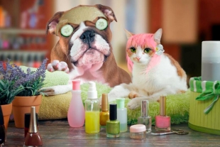 Haz un día de spa para tu mascota con estos productos nacionales