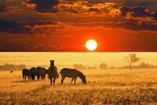 Sabana africana libre de turistas por pandemia