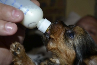 ¿Cómo cuidar cachorros recién nacidos? con o sin madre