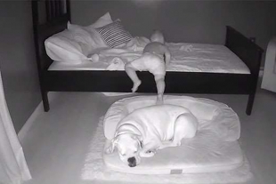 Pequeño se escabulle para dormir junto a su perro y se hace viral