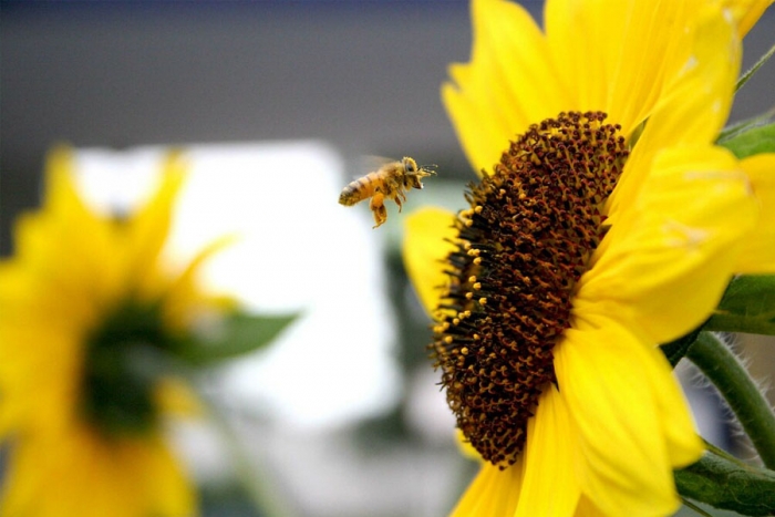 Siembran comida para las abejas en Oaxaca