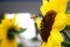 Siembran comida para las abejas en Oaxaca