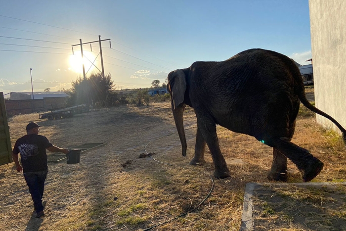 Después de varios años, la elefanta Annie será trasladada a un zoológico de la CDMX