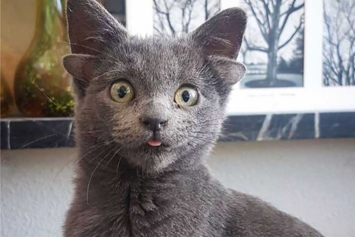 Conoce a “Midas”, una gatita con cuatro orejas que está conquistando las redes sociales