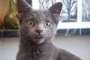 Conoce a “Midas”, una gatita con cuatro orejas que está conquistando las redes sociales