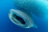 Descubren una nueva especie de crustáceo en la boca de un tiburón ballena