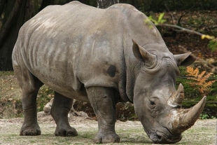 Parque Nacional capta 2 crías de Rinoceronte de Java en Indonesia, especie en grave peligro de extinción