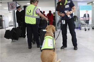 Van perros de seguridad contra peste porcina y plaga de plátanos