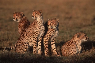 ¡No todo está perdido! Nacen en la India 4 crías de guepardo africano