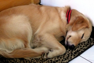 ¿Sabías que la forma en que duermen nuestros perros puede decirnos cómo se sienten?