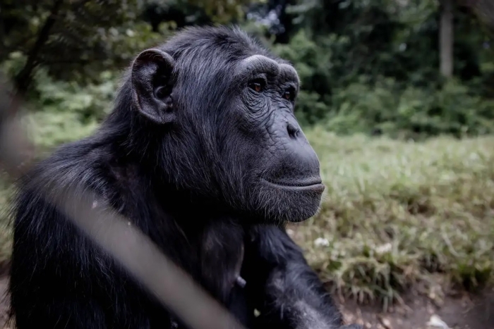 Con chamarra y en bicicleta, chimpancé regresa a zoológico luego de intentar escapar