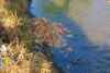 Vecinos denuncian abandono de pollos muertos en canal de Jicaltepec Autopan