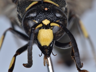 Avispa albañil macho, el insecto que ataca a los depredadores con su miembro viril