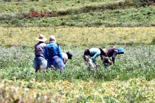 Campo mexiquense bajo amenaza del crimen y con bajo presupuesto para crecer