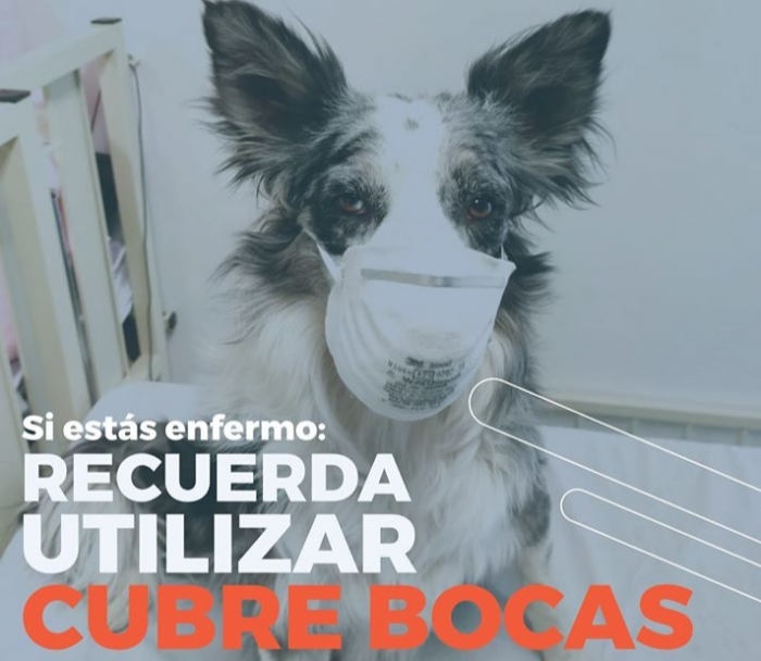 Perrito protagoniza campaña en prevención del coronavirus