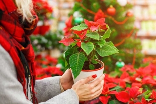 Flor de Nochebuena: significado y cómo utilizarla en la decoración para atraer el dinero