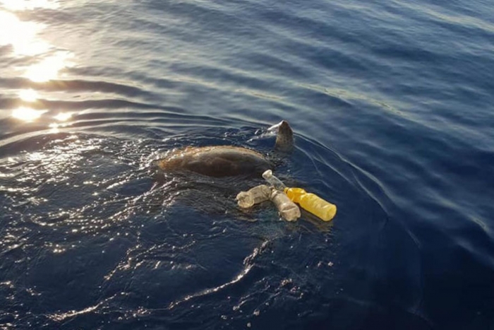 Rescatan tortuga en peligro de extinción atrapada en basura marina