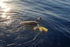 Rescatan tortuga en peligro de extinción atrapada en basura marina